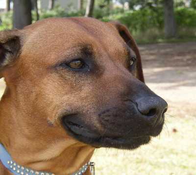 A close up of a brown short haired dog that looks like it could be cracking a smile.  In his eye you can see the reflection of another dog standing in front of him.